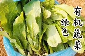 土壤太贫瘠种的蔬菜不长，怎么办？直接3桶鸡粪伺候