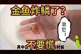 宫鹅金鱼快递途中擦伤严重导致炸鳞了，莫要慌，小妙招来治愈