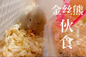 金丝熊都吃些什么？小鱼干一出现我感觉它伙食比我还好