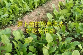 萝卜苗的经典吃法，两种做法很简单，好吃又节约