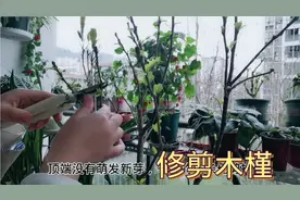 木槿花开始萌芽了，修剪造型跟我做，开花又大又鲜艳！视频封面