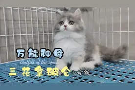 所谓的繁育三花猫，可能是宠物盲盒，有你意想不到的惊喜视频封面