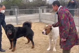 猛犬大战！藏獒VS中亚这两只狗的打斗能力差强人意啊！视频封面