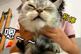 这猫正经吗？怎么一碰就哼哼唧唧啊？