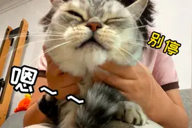这猫正经吗？怎么一碰就哼哼唧唧啊？
