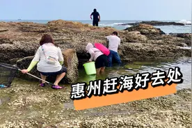 惠州野沙滩赶海，一到现场我激动了，这样的场面还是第一次见视频封面