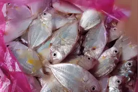 湛江渔村小镇，低至10元一斤的野生小海鱼🐟视频封面