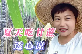 揭秘广西甘蔗早熟内幕，夏天能吃上甘蔗，你还觉得奇怪吗