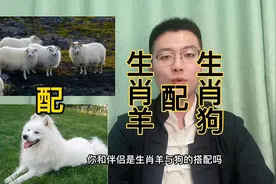 十二生肖速配详解：生肖羊配生肖狗。快转给身边属羊和属狗的人。