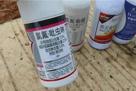 荔枝蒂蛀虫繁殖期要看准，虫害太多分分钟翻车，防治特效药物分享视频封面