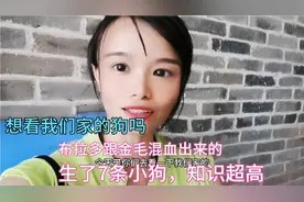 我们家母狗生了7条布拉多跟金毛混血出来的小狗，智商超高的哟视频封面