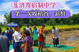 以芋头木薯为主食，斐济土人吃米饭新鲜，收稻谷更新鲜