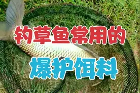 钓草鱼常用的4款饵料，不管多么狡猾的大草鱼照样乖乖咬钩