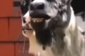 各种羊的叫声