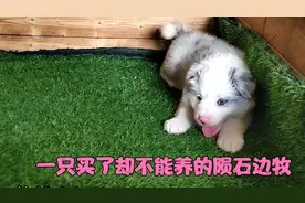 1只可爱的陨石边牧，交了300定金买下它，最后却养不了，太可惜了视频封面