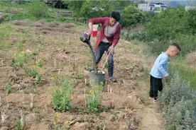 这就是真实的农村生活，背粪浇玉米，农民靠天吃饭真心酸视频封面