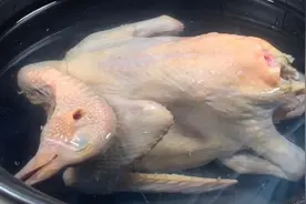 炖乳鸽怎么炖才好吃，教你正确做法，鸽肉软烂入味，营养丰富！