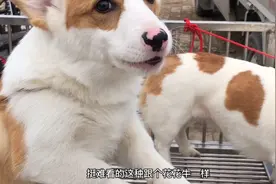 偶遇花花牛和柯基的串？长毛柯基和短毛柯基（讲讲柯基）