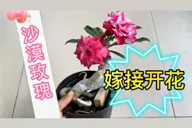 沙漠玫瑰嫁接简单方法，502粘一粘，三个月开花视频封面