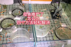 孔雀鱼母鱼难产了 怎么办 这四个方法呢 能够让母鱼顺利生产