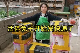 活体兔子可以发快递了，感谢朋友们对勤姐的支持，你喜欢哪种兔子