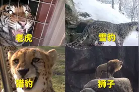 不同猫科动物的真实叫声，老虎叫声有多恐怖？