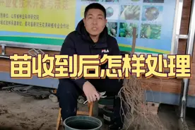 【无花果陈宁说】104期：无花果苗收货以后，接下来才是重点！视频封面