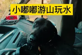 不到一岁的小奶狗80多斤，一跑步把妈妈丢后边了