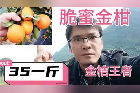 脆蜜金桔是金桔里最大最甜的新品种，超市卖到35一斤，又大又甜视频封面