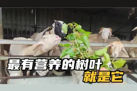 羊最爱吃的七种树叶，根据营养价值和喜爱程度，做个综合排名