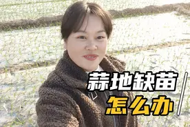 大蒜地里缺苗怎么办，现在补蒜瓣还行不行，看看我们这里补的啥视频封面