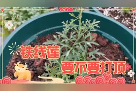 铁线莲小苗要不要打顶？经过对比，预埋芽点方法更有限视频封面