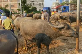 广西农村牛集市，一头大水牛万元以上，怪不得牛肉这么贵