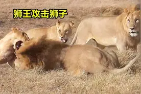 护食的狮王六亲不认，咬断年轻狮子脊柱，年轻狮子陷入绝望境地视频封面