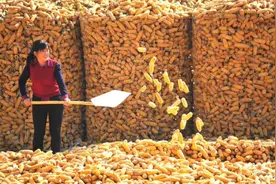 1000斤玉米棒，30%水分到14%水分出多少斤玉米粒，咋计算？视频封面