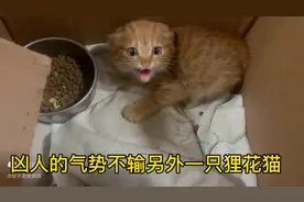 小橘猫刚收养的时候特别凶，哈气挠人，现在三个月过去了变得温顺