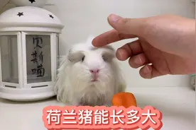 荷兰猪体型有多大，像猪一样吗？快来看看不同年龄的豚鼠有多大吧视频封面