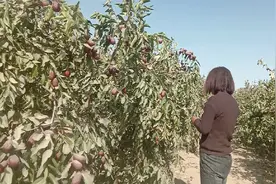 和田大枣（玉枣）的真伪辨别视频封面