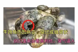 牛蹄角质因病变，腐烂成蜂窝状，伤口里夹杂着奥利给，臭气逼人。