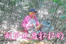 金秋十月还有野笋拔，一根一根拔不停，越拔越有劲视频封面