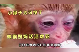 猴妈妈为了食物，活活将自己的孩子虐死，看得让人很愤恨