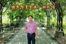 猪粪含重金属，能不能做肥料？你的果园用猪粪吗？视频封面