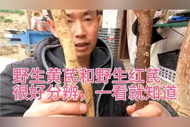 中药材野生黄芪和野生红芪怎么分辨分辨，一看就知道
