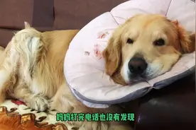 金毛偷吃药把自己坑惨，挖苦铲屎的还给粉丝挖坑，这狗太坏了视频封面