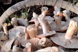 地扣，学名，杨树口蘑 可食视频封面