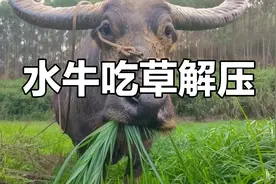 农村水牛吃草的声音解压#解压 #吃草 #水牛 #农村视频封面