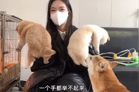 满30天的小柴犬第一次出笼，狗妈一脸担忧的全程监视，生怕少一只