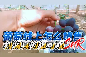玫瑰香葡萄想走线上销售葡萄选取发货葡萄要点很重要接下来看看吧视频封面