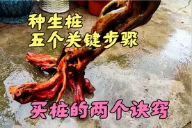 没有根的树桩想要种活，记住这五个关键步骤和买桩时的两个窍门。视频封面