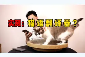 实测：猫语翻译器，这样人就可以和猫咪畅聊，这是真的吗？
